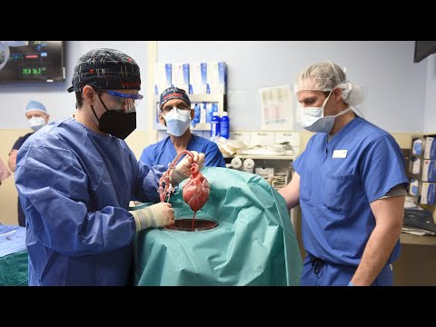 Pig Heart Successfully Transplanted Into Human Patient